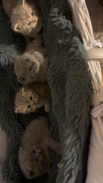 British shorthair kittens for sale