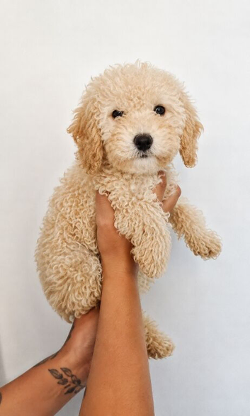 Gorgeous Cockapoo puppies