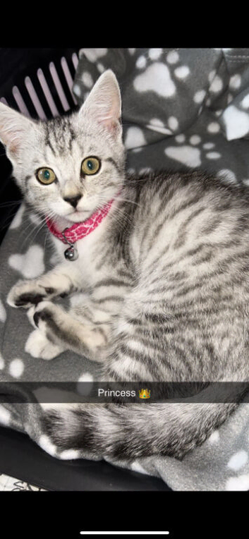 Stunning Egyptian mau kitten