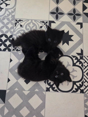 Kittens