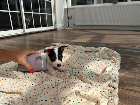 Girl Jack Russel puppy Minnie