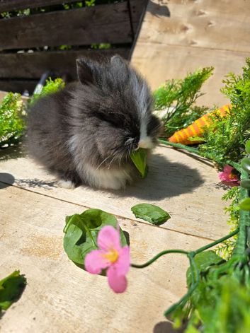 Mini lion heads & mini lop lion heads