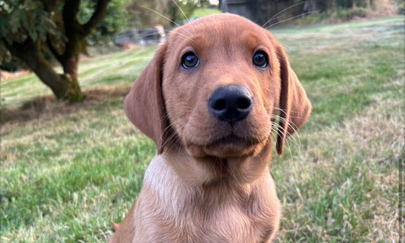 Superb Fox Red & Golden Labrador Puppies