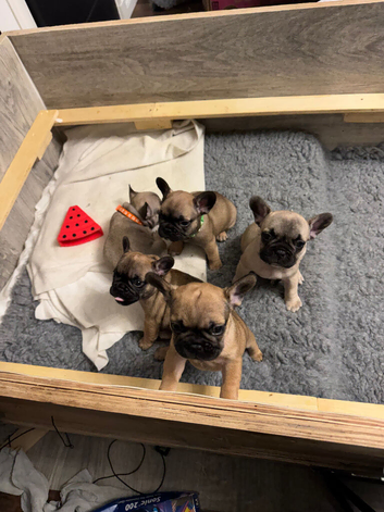 STUNNING KC REGISTERED FRENCH BULLDOG PUPPIES - READY 13TH NOVEMBER