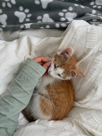 Beautiful ginger male