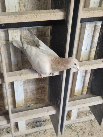 Almond Cock racing pigeon