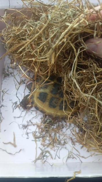 Female tortoises 1 year old with set up and accessories
