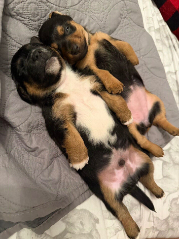 Jack Russell puppies