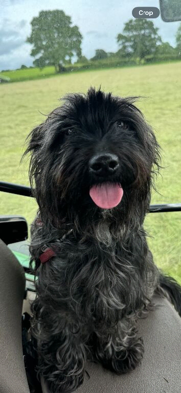 Sweet terrier - teckel x Scottie