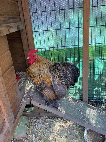 Bantam cockerels in need of new homed