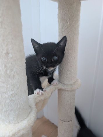 Gorgeous kittens for sale ️