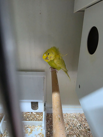 Helicopter budgies