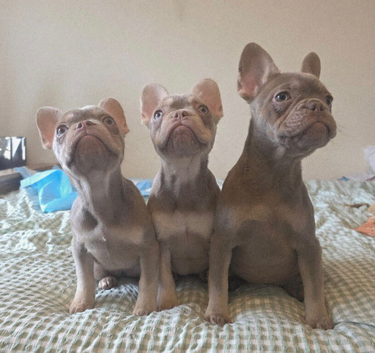 Lilac French Bulldog Puppies