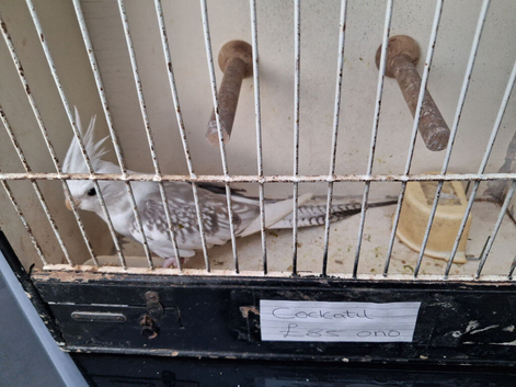 Cockatiel for sale
