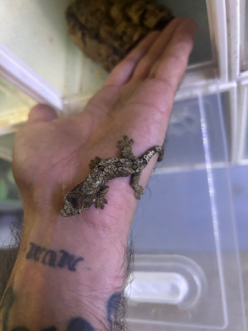 Chahua geckos