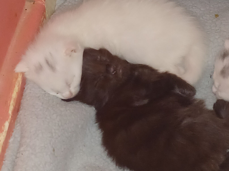 2 male maincoon kittens left for sale