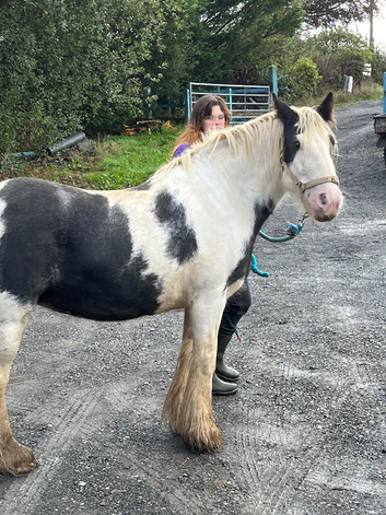 Gypsy cob west wales