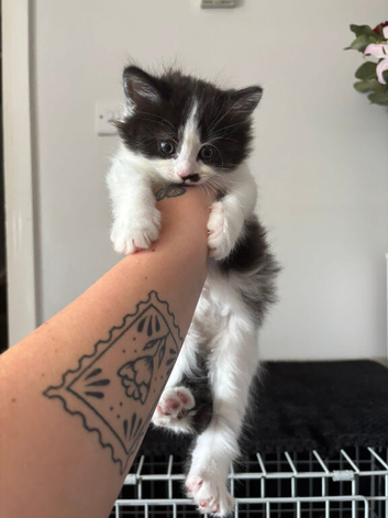 Rag Doll x Russian Blue