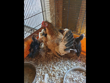 Serama cross pekin bantams for sale
