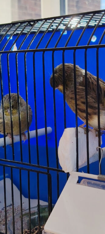 Gloster canaries, silver Java breeding pair,