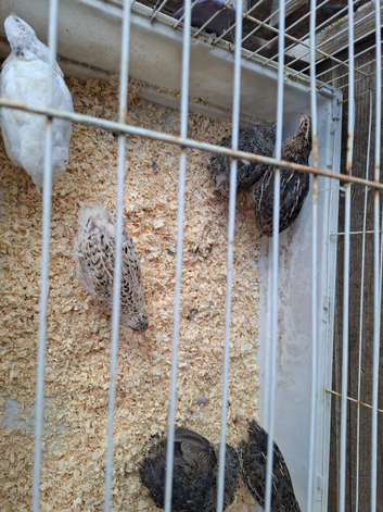 6 left Quails for sale all female