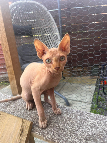 Male Sphynx kitten