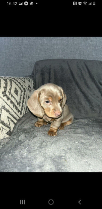 2 puppies for sale