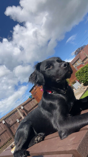 11 month old puppy
