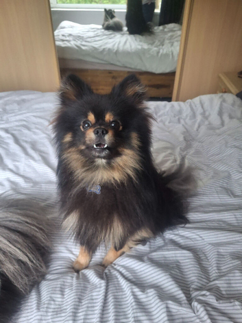 Beautiful pom pups due now!