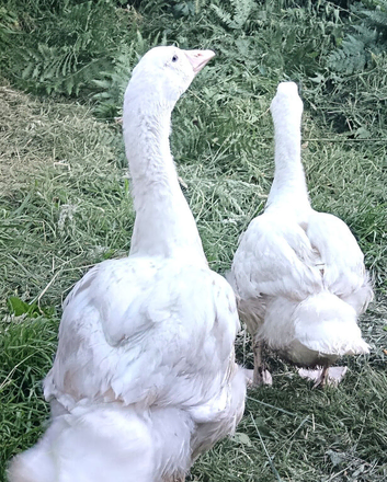 Embden geese (April hatch)