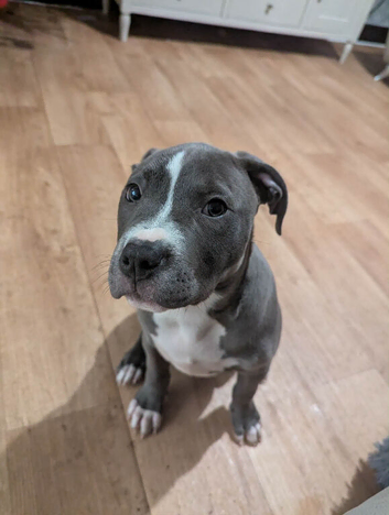 4 month old American blue bull staff