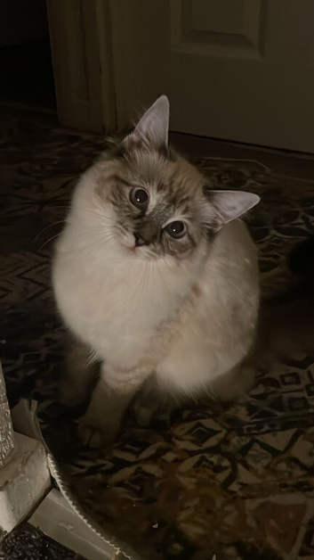 Pure ragdoll kitten