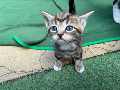Cute kittens need NEW HOME