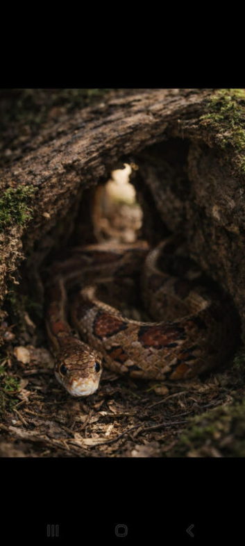 3 year old corn snake with vivarium.