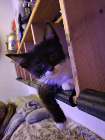 Adorable Kittens ready for loving homes