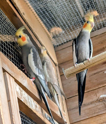 Pair of conuers and 3 of cockatiels two boys 1hen