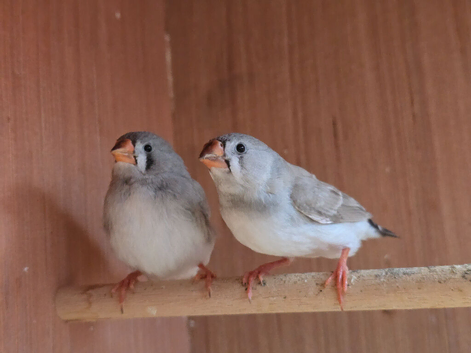 2 x unsexed unrelated zebra finches
