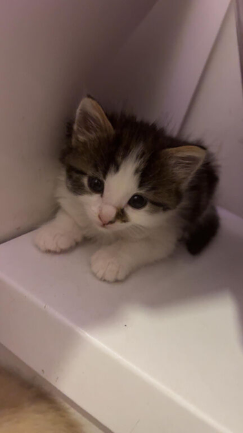 Kittens