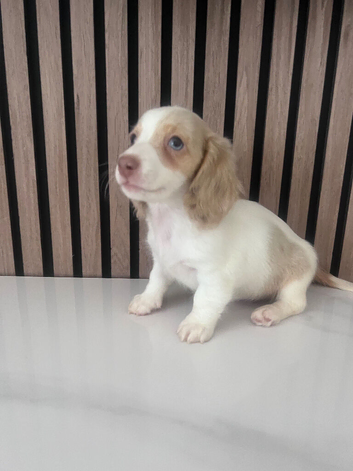 Miniature long haired dachshunds