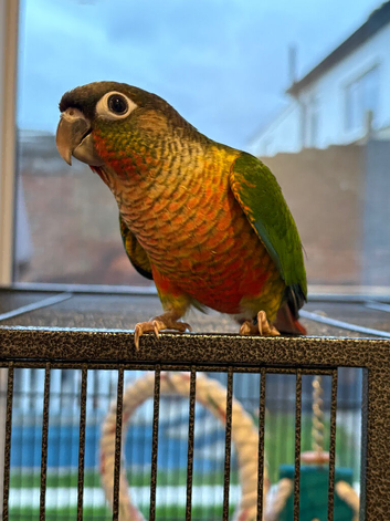 Mixed coloured conures