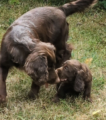 Quality F1B Sprocker Spaniel Puppies
