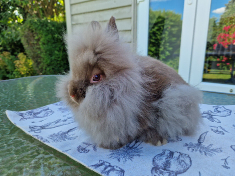 Purebred Lionhead Baby Boy