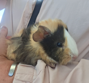 Male guniea pig