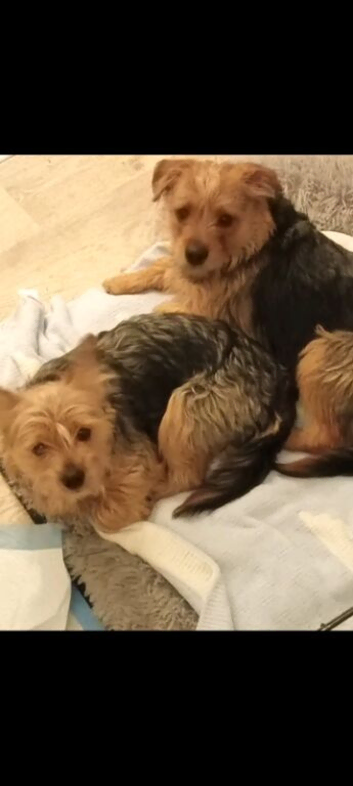 2 male terrier cross dashhound ouppies