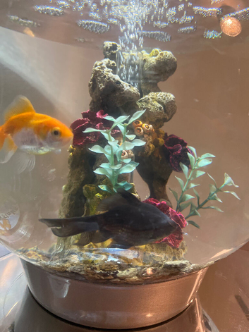 Fancy fantail goldfish