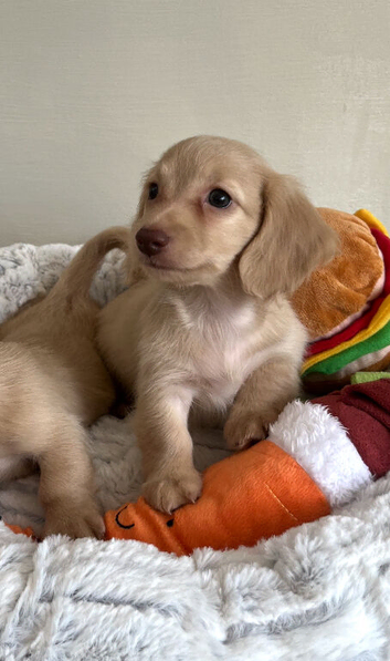 Cream KC Reg Mini Dachshunds