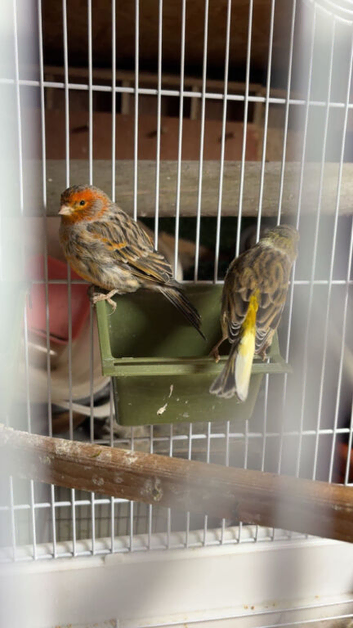 Pair of canaries