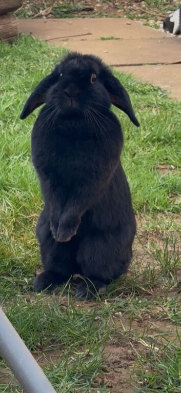 Rehoming my bunny