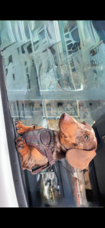 Miniature dachshund stud dog