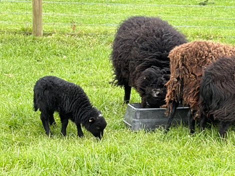 Ouessant male lambs